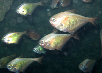 リュウキュウハタンポ