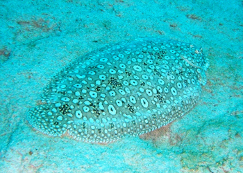 ミナミウシノシタ