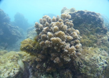 ハナヤサイサンゴ