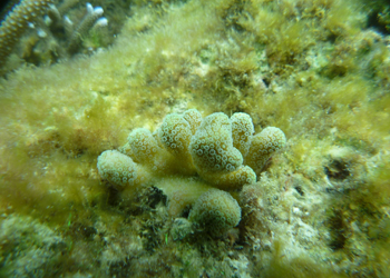 ショウガサンゴ