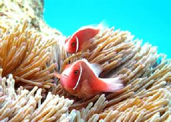 ハナビラクマノミ