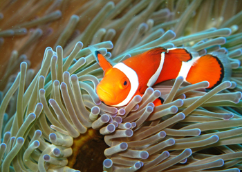 カクレクマノミ