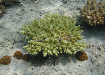 ミドリイシサンゴ