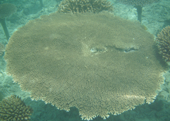 テーブルサンゴ