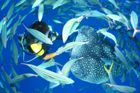 ザンパポイント写真01