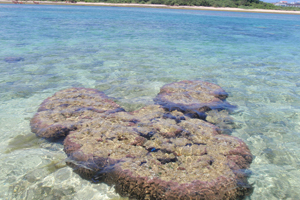 イシガキ島