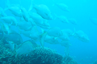 ブセナポイント写真01